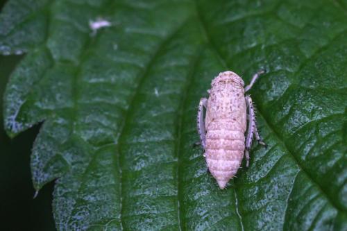 Allygidius sp.